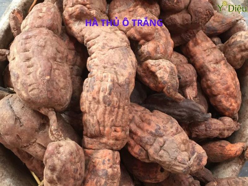 Uống Hà Thủ Ô Có Tăng Cân Không, Dùng Như Thế Nào Là Hợp Lý